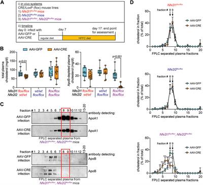 HDL functionality is dependent on hepatocyte stress defense factors Nrf1 and Nrf2